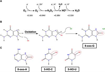 Bacterial Response to Oxidative Stress and RNA Oxidation